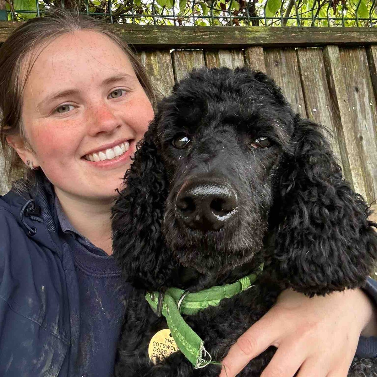 Happy Saturday from Fan!❤️

#CotsDogsCats #Gloucestershire #StandardPoodle