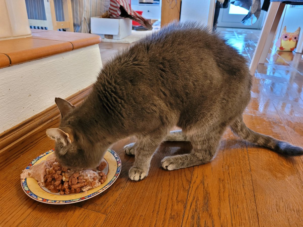 Na, wer ist aus der Tierklinik zurück und hat einen rasierten Bauch und wieder großen Hunger? Dieser struppige kleine Herr. Kriegt jetzt Antibiotika, Kortison und noch zwei weitere Medikamente. War überrascht, nur 1.200 Euro 😂