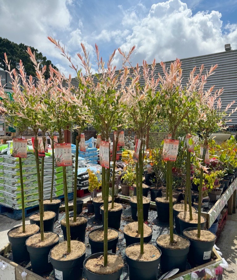 RUN, do not walk 🦩💕🌸 Salix Flamingo Trees available in stores today for £14.99 each! bit.ly/2PBxFyS