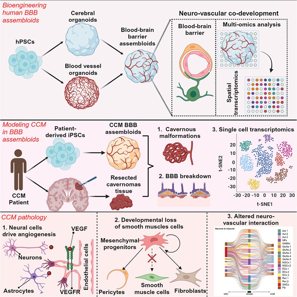 The human blood-brain barrier (hBBB) is a highly specialized structure that regulates passage across blood and central nervous system (CNS) compartments. 
Read more: sciencedirect.com/science/articl…

#Organoids #primarycells #MSCs #stemcells #research #kosheeka #researchpaper