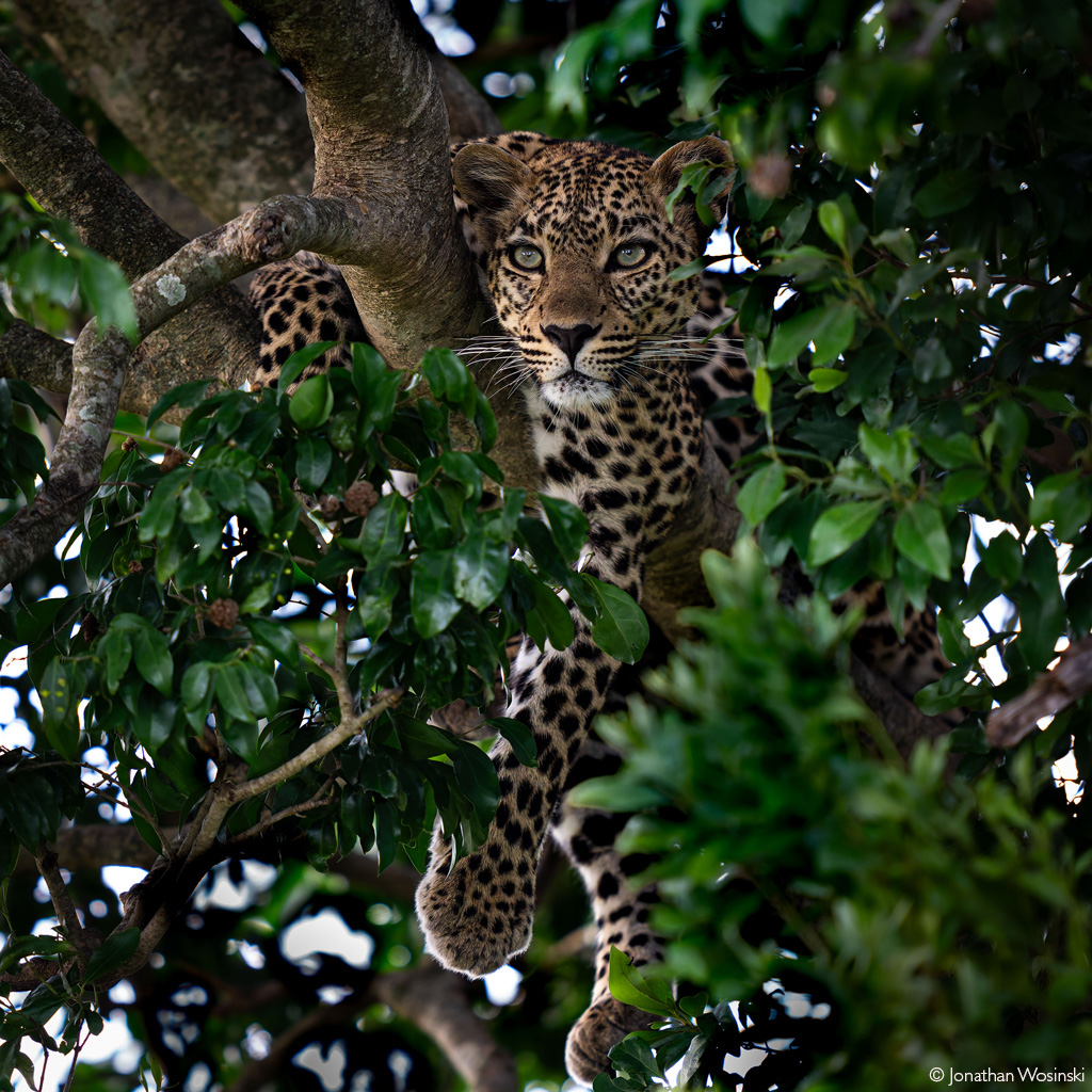 📷A leopardess hangs out in the shadows, veiled in the foliage of her favourite tree. Maasai Mara National Reserve, Kenya. © Jonathan Wosinski (Photographer of the Year 2024 entry) Only 2 weeks left to enter! ➡️Enter now: africageographic.com/photographer-o…