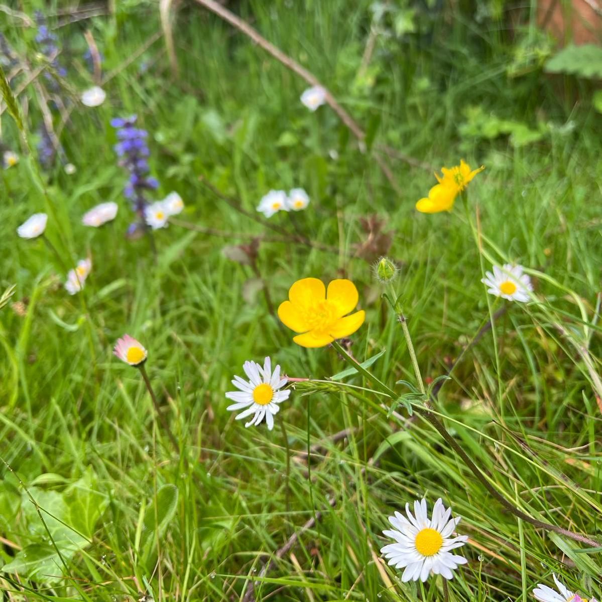 Hannah from DWT has been enjoying the variety of wildflowers popping up in her garden this #NoMowMay - so far she's spotted bugle, daisies, buttercups, cuckoo flowers, violets, speedwell, cat's ear, plantain grass and more! 📷 Hannah Best #ConnectToNature @Love_plants