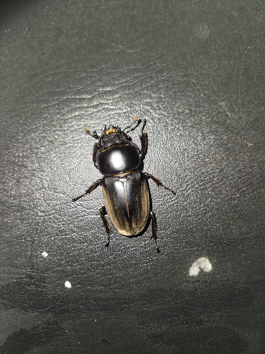 このクワガタ何の♀かわかる方いらっしゃいますか？