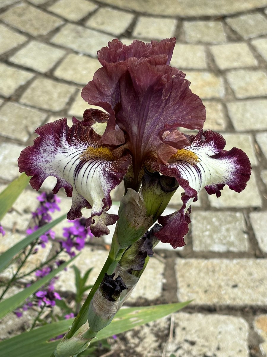 This lovely Iris from a friend no longer with us. Plants are such good presents.