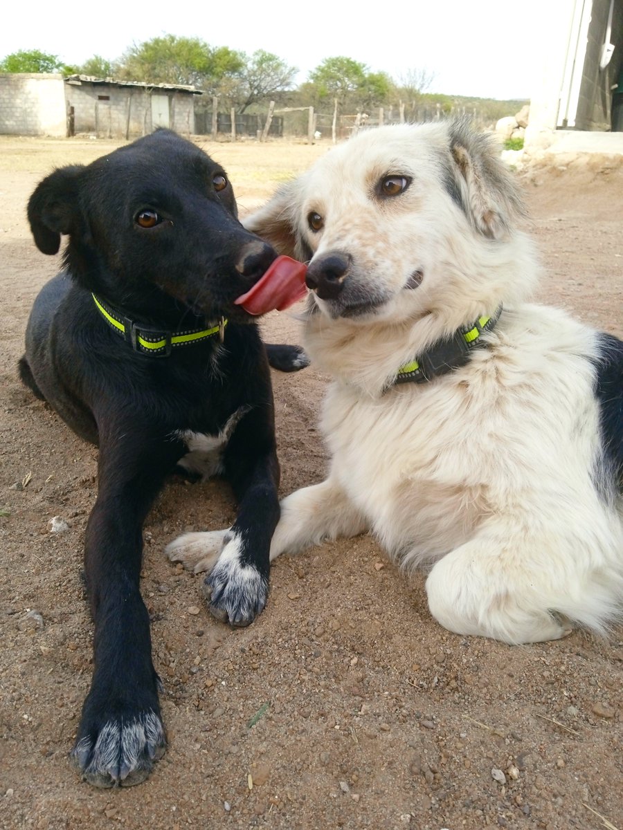 "La negra 🐕, y la Pecosa🐕" #Animlslover  #Perritos