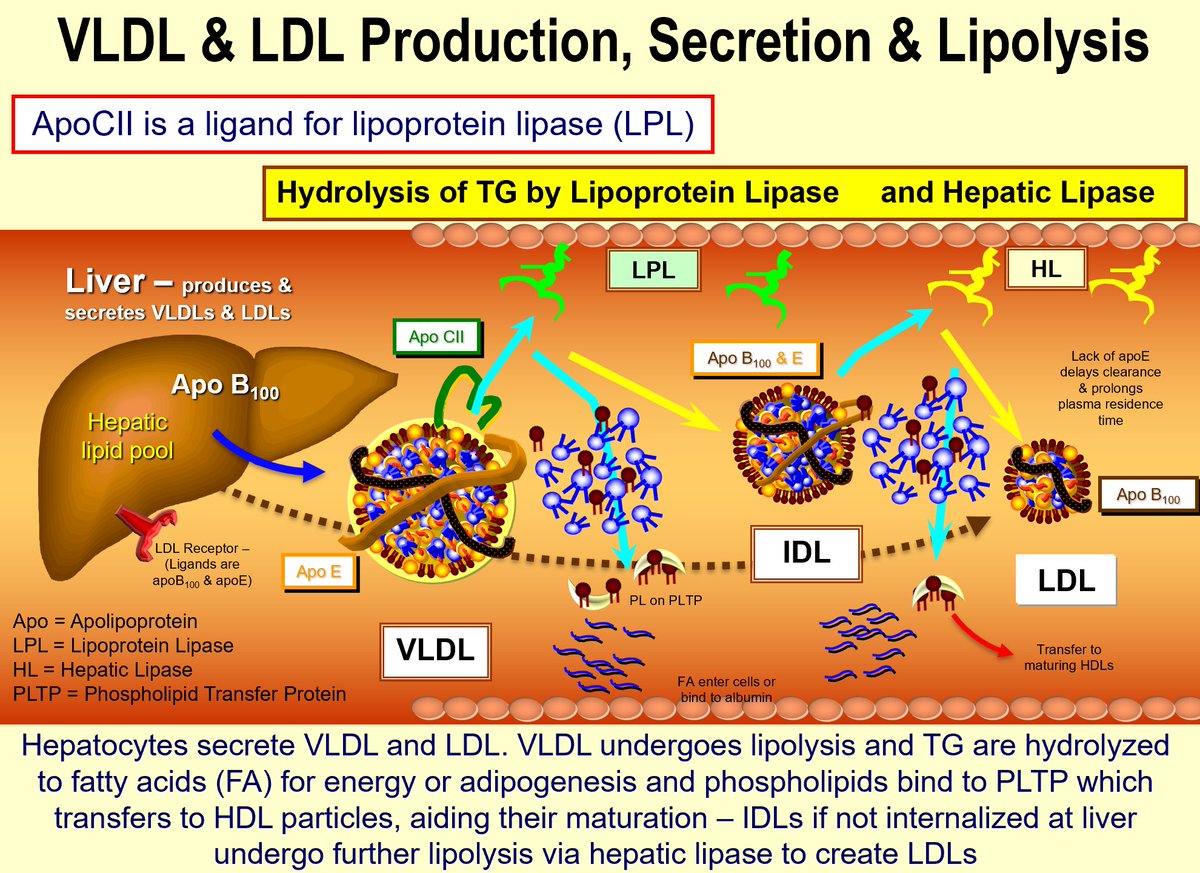 Updated another of my older slides today - As usual lots of info packed into the graphic & as always it is more complicated than shown. @nationallipid @society_eas @atherosociety