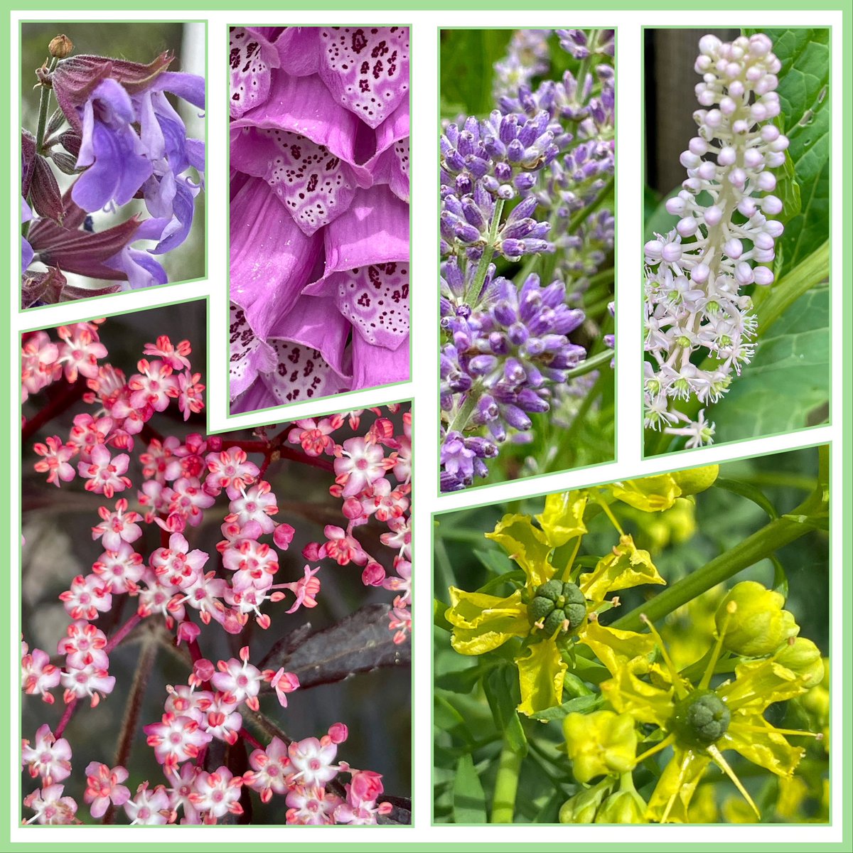 My #SixOnSaturday are from the fascinating #pharmacy of nature. While sage, lavender, elderberry (a cultivar called 'black lace') and Ruta graveolens can be used as home remedies, red foxglove and Phytolacca are toxic and require professional processing and application!🧙