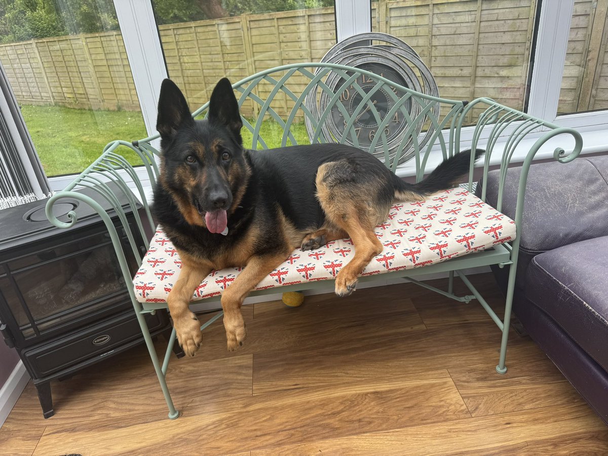 It’s raining so the garden chairs come in ! I loves being able to just climb anywhere again , another great sign my legs are much better ☺️🫣💙🐾