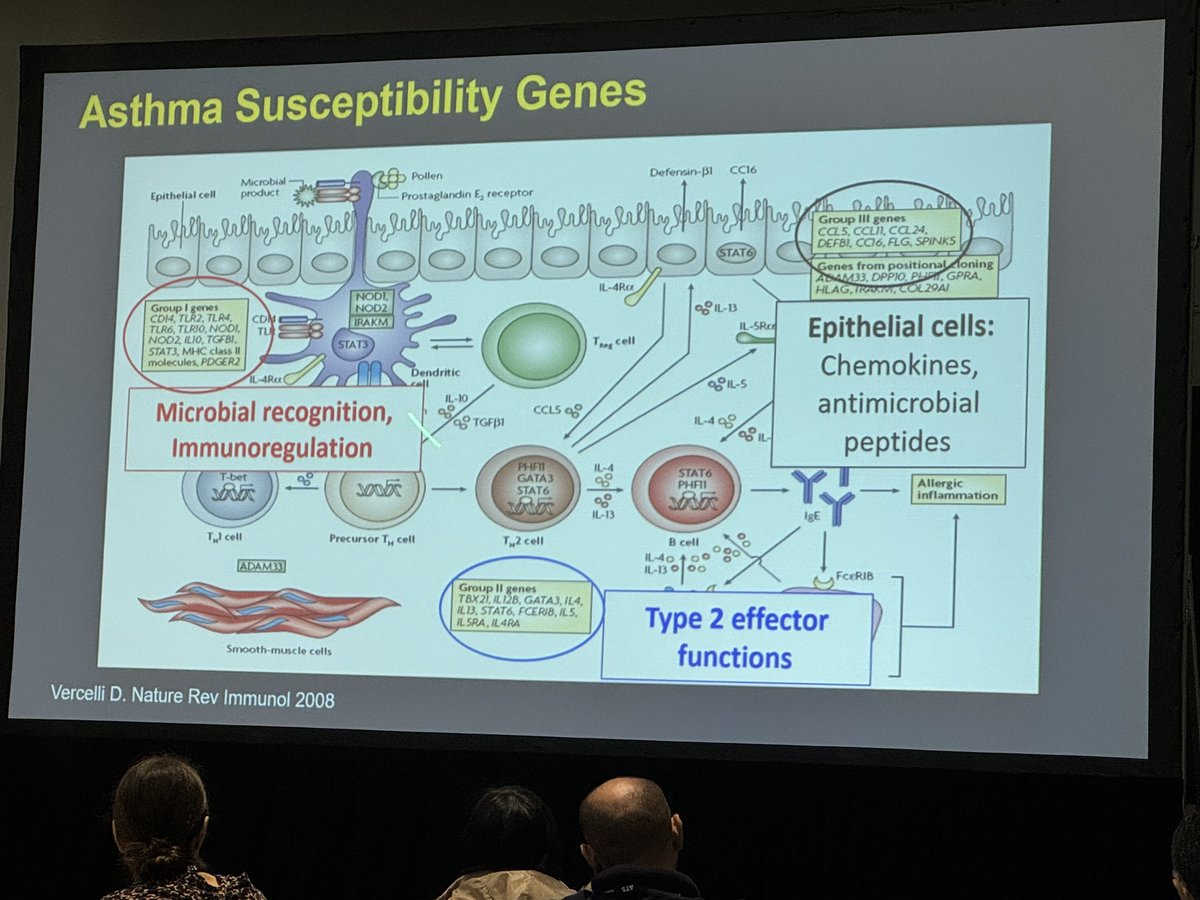 A lot of genetic susceptibility in how individuals react to asthma. @atsearlycareer @atscommunity @ATS_AII @CCF_PCCM @ClevelandClinic