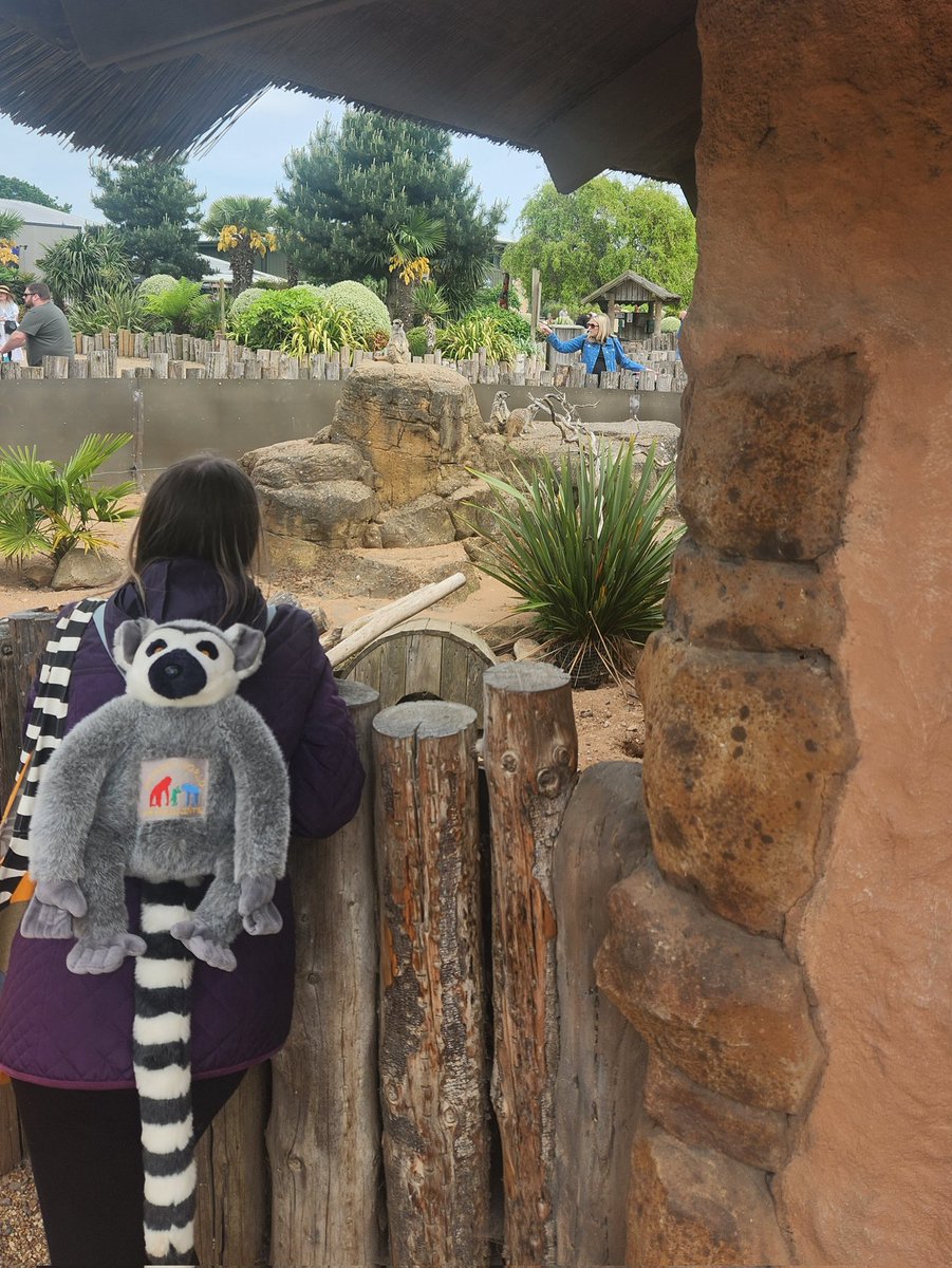 Taking a picture of the meerkats as an excuse to get a pic of this lemur bagpack