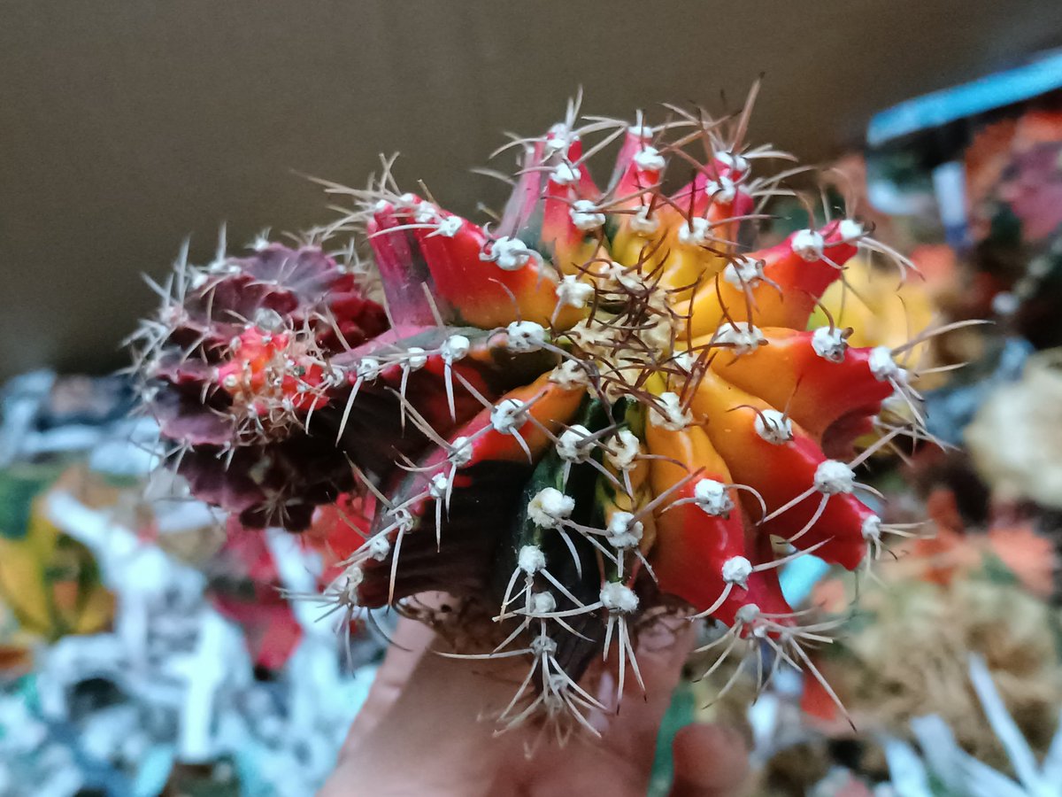 HaapyThai's tweet photo. Lot of thorn but nice colour 😅 #cacti https://t.co/iDSdNDgPwh