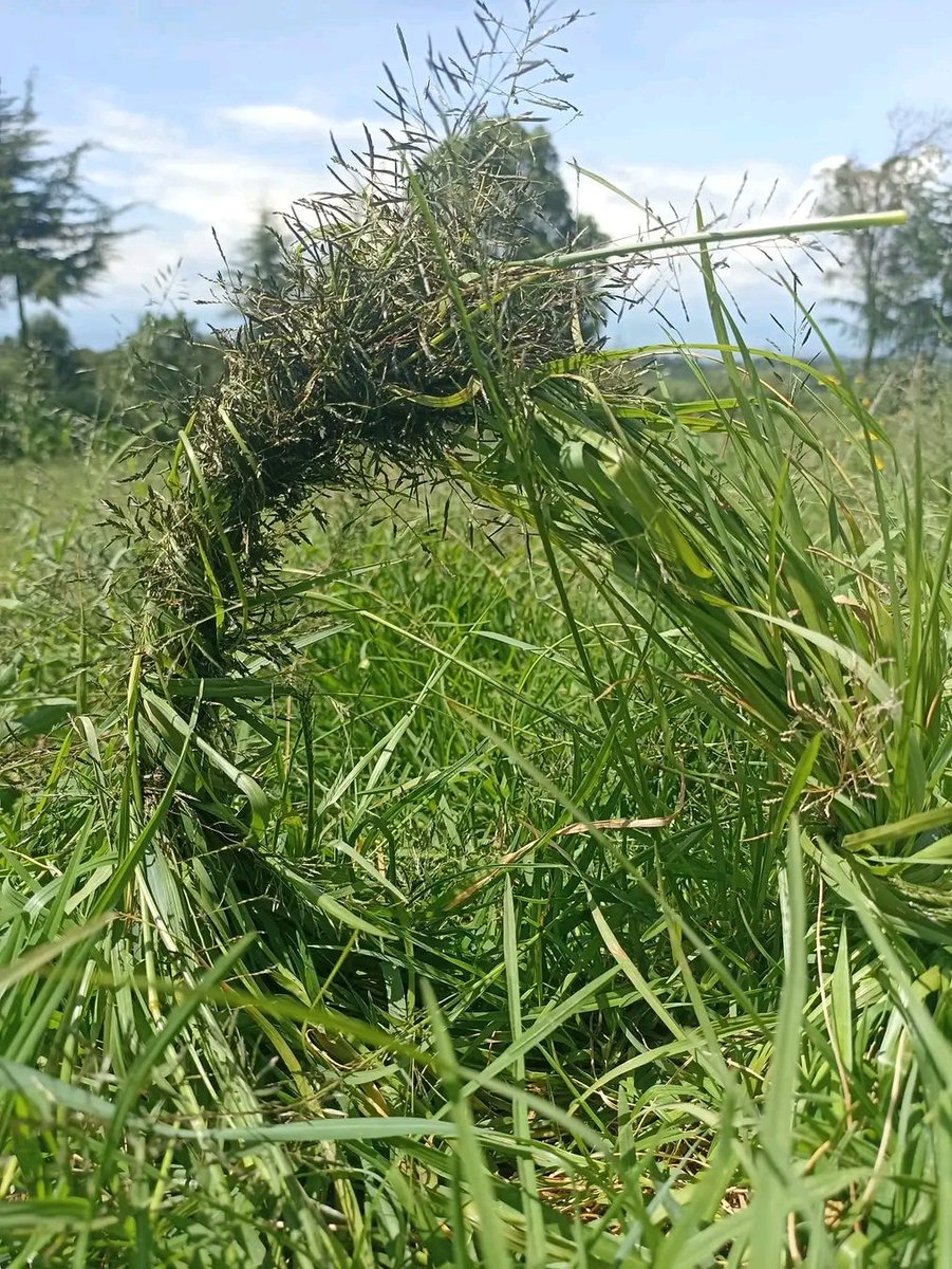 😂😂😂 I remember this, unaanguka  unanyamaza 3 minutes ndio uanze kulia