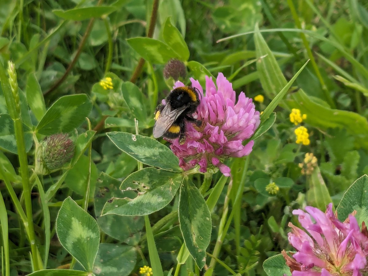 Lots of beautiful #Bees on the #RedClover today!🌸🐝❤️#walk @HollyJGreen @itvmeridian @ChrisPage90 @BBCSouthWeather