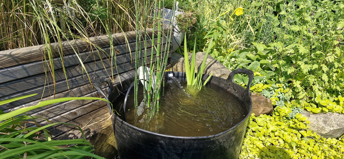 Made a mini pond from an old trug. And yes..it is level. #gardenpond #wildlife