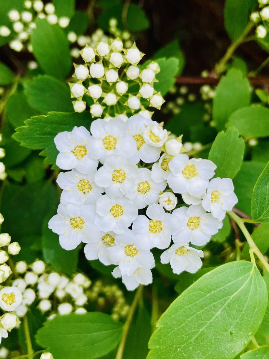 Saturday morning Spirea. The fragrance is sooooo delightfully sweet… might be why these floral bushes are also called “Meadowsweets”. 

May is such a beautiful month for flowers!! 🥰