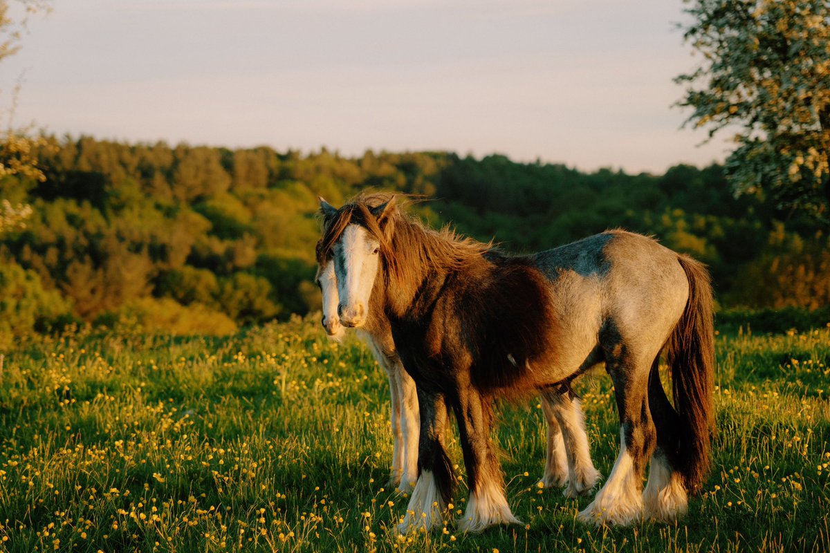 With the horses 🐎🍃 //