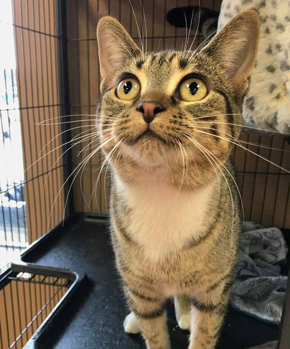 Pawsitive mews this morning! 

Terrific tabby MooMoo has been adopted! We are so thrilled for this sweet gal! We wish MooMoo and her forever family a lifetime of love and happiness 💖

#safeteamrescue #adopted #foreverfamilyfound #adoptdontshop  #rescuecat  #yeg #yegcats