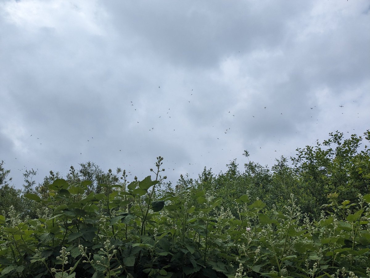 So many #Mayflies by the water today! @HollyJGreen @itvmeridian @ChrisPage90 @BBCSouthWeather