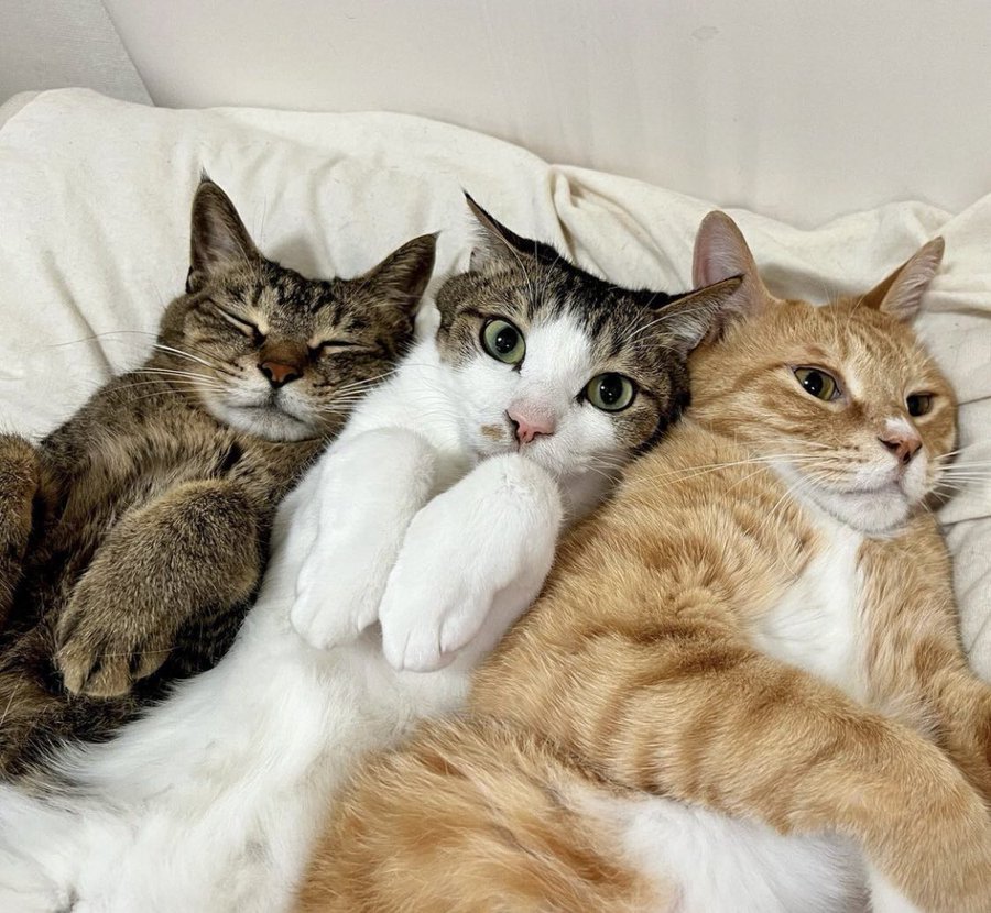 Silly Cats ❤️ Xally tweet media