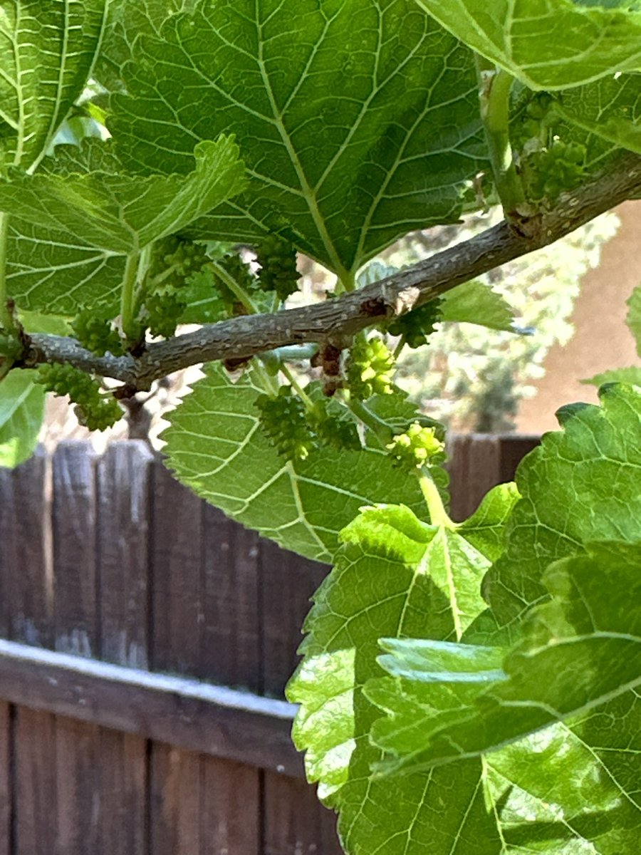 Fortapachefun's tweet image. Teas weeping mulberry