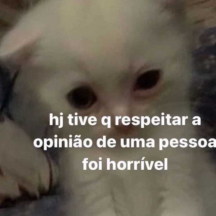 perfil dedicado a gatinhos e peitos (@odeiootaco) on Twitter photo 