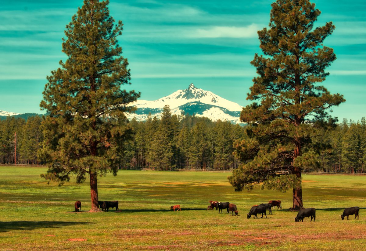 Beautiful shot of Mt. Washington taken Friday afternoon near Sisters, OR. Thanks to Kathy Weissgerber for sharing!