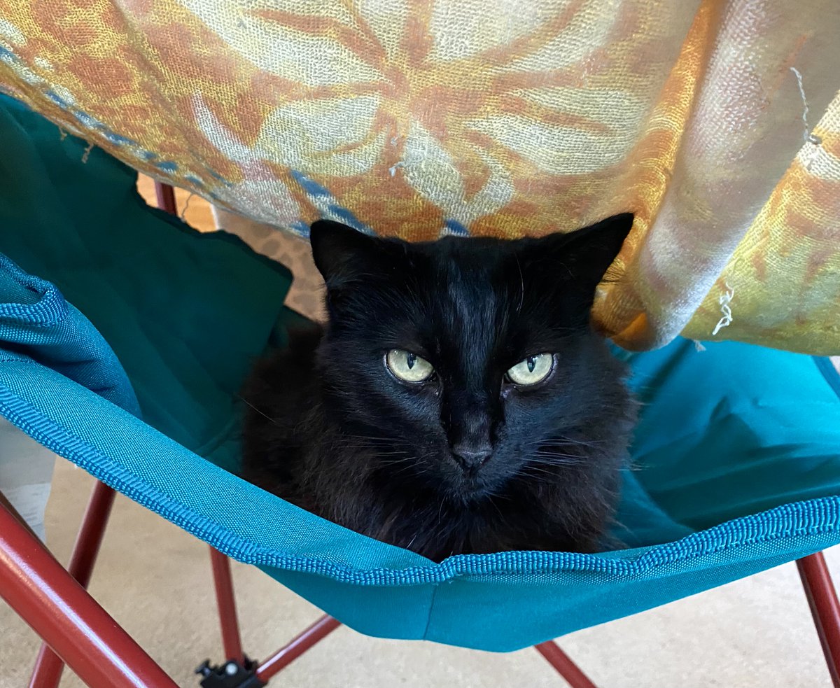 #Caturday.    HRH Sheba 👑 undercover in “her” deck chair.