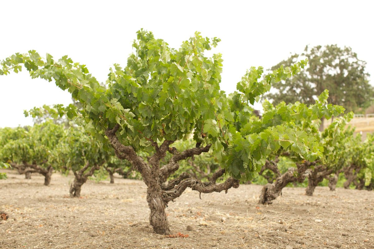 BACA Wines tweet media