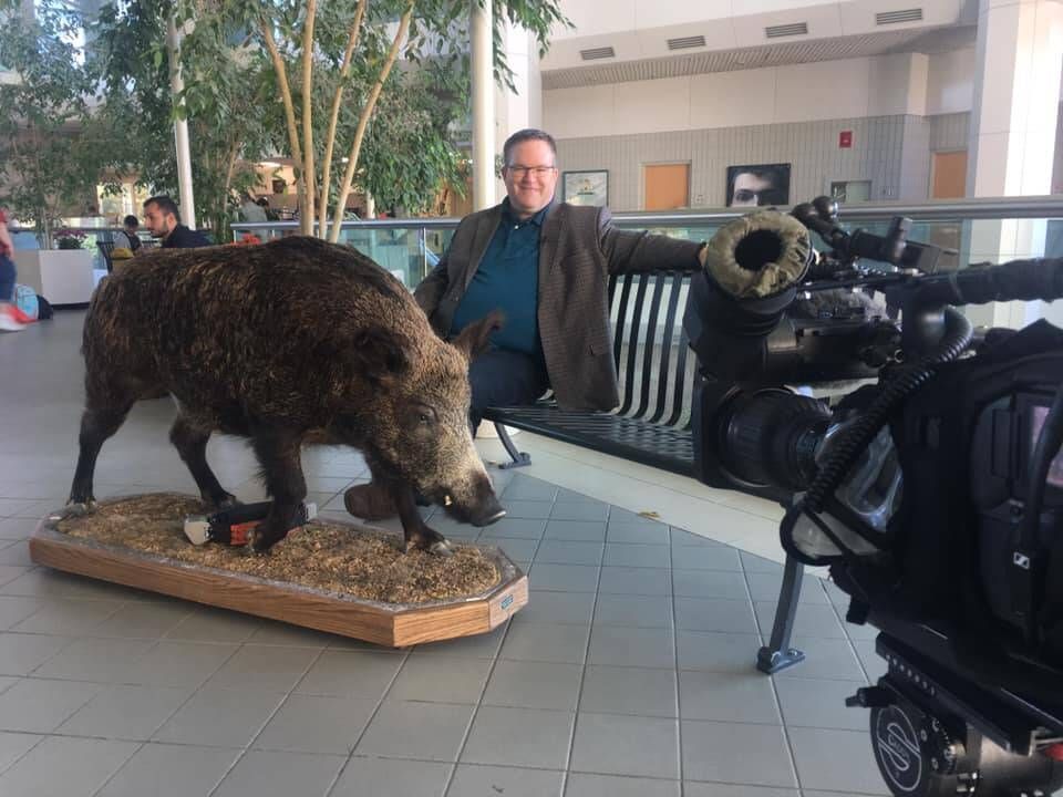 A new study tracking invasive wild boar is warning of the potential for “rapid and uncontrolled” expansion of pigs from the Canadian Prairies. buff.ly/3UOdXlX #bdnmb