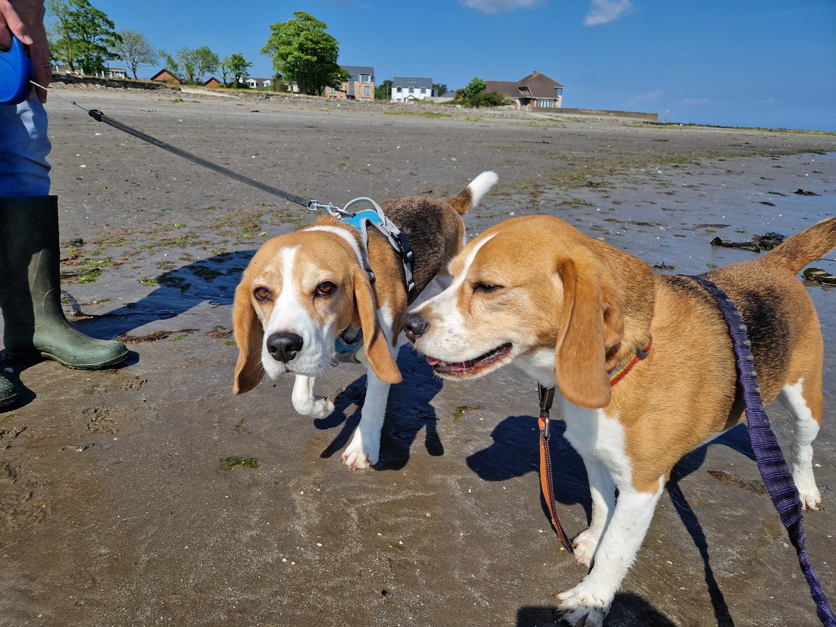 WHAT an afternoon on #Greenisland #ForbiddenBeach! So much blue, so much beach, so much beagle! Come on @mea_bc @niwnews - get your act together so residents & visitors can enjoy this. We've been asking nicely for >4 years to #ShareTheShore!