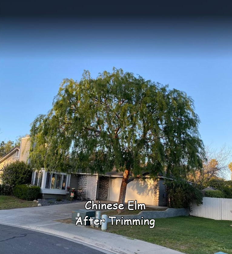 A big part of Andy's Tree Service is our tree trimming service.  When we trim, the natural beauty is revealed, and the tree becomes stronger and safer for your property!  Learn more: bit.ly/tree_trimming