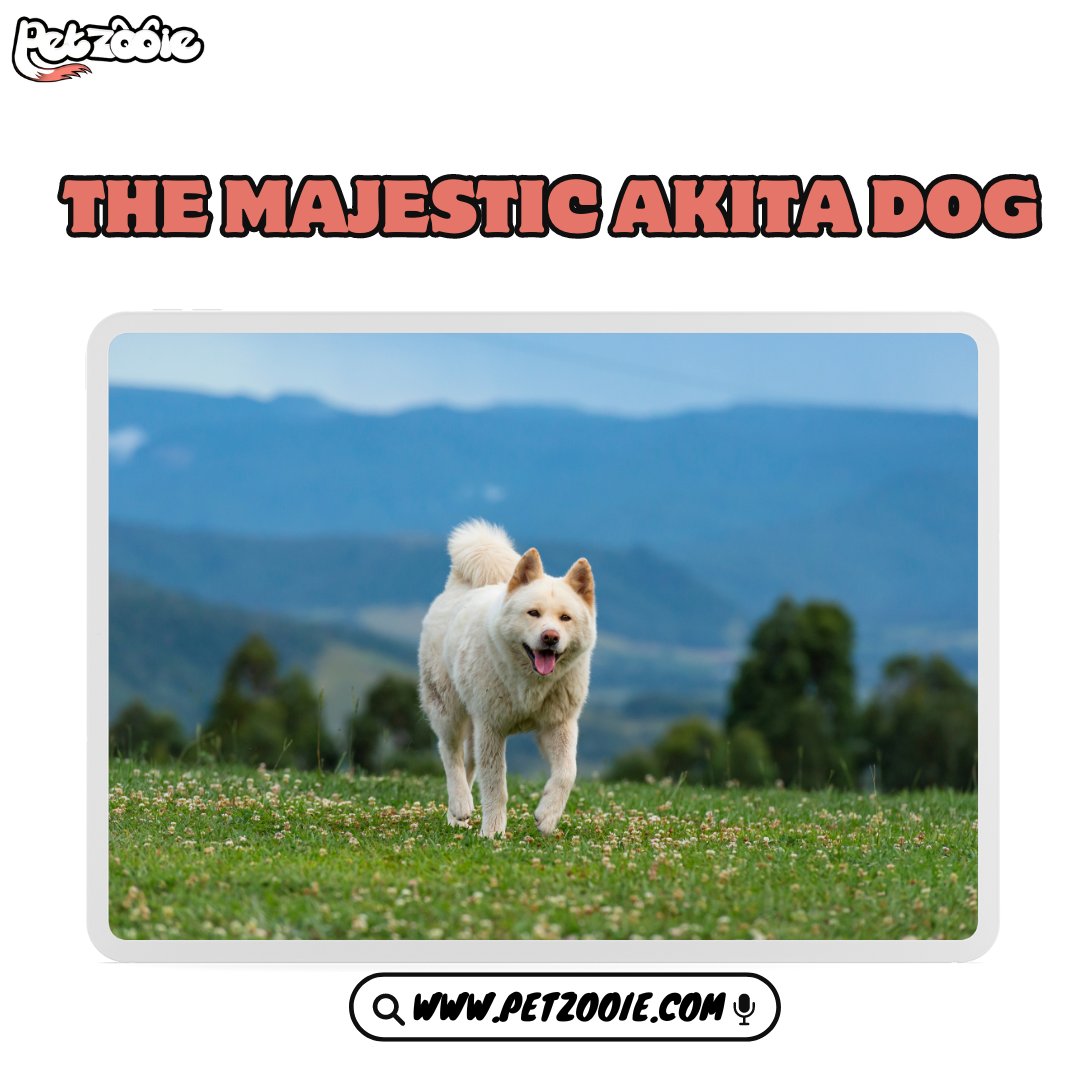 The Majestic Akita Dog: A Comprehensive Guide

petzooie.com/articles/the-m…

#PetRecipes #FoodiePets #puppiesofinstagram #golden #puppies #goldenretrievers #goldenpuppy #animals #dogsofinstagram #puppygram #cutest_goldens #PetFitness #ActivePets #cutestgoldens #goldenlove