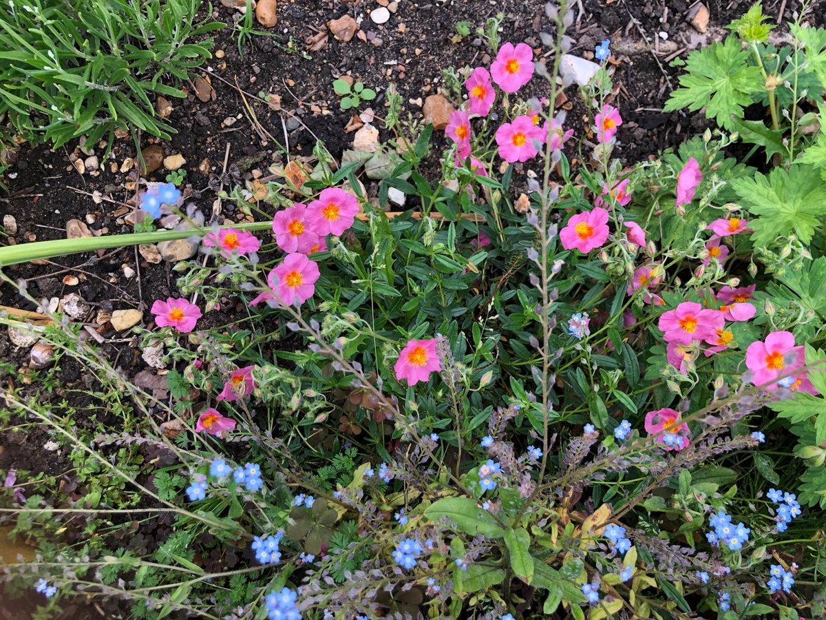I bought this pretty #pink #RockRose in the GC sale last year and it's flowering beautifully today in our front garden for everyone to enjoy. Husband's photo, not mine!🙂 🌸❤️