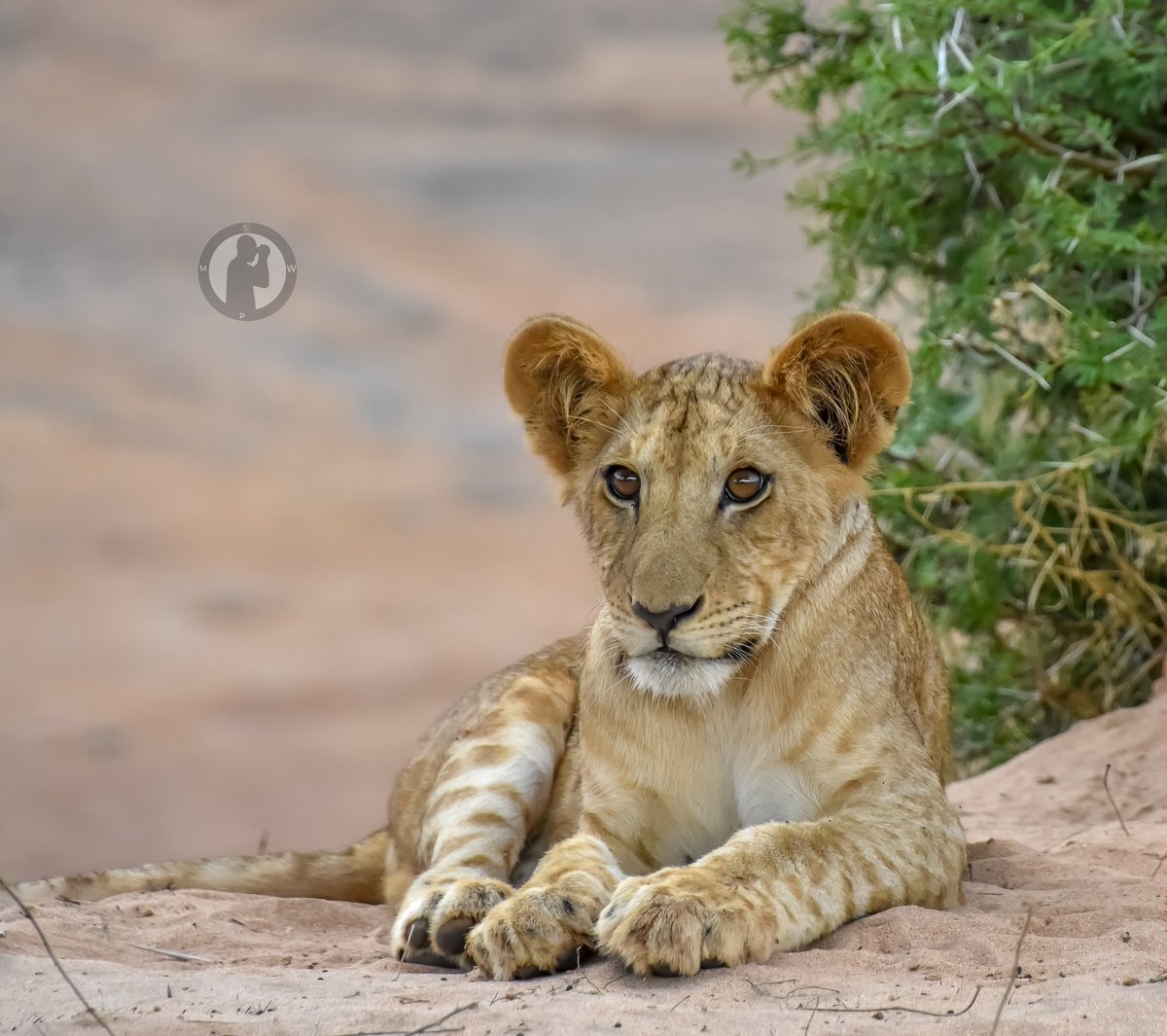 Cute little fella.King in the making.

Samburu National Reserve,Kenya.

#martowanjohiphotography #safaris254 #safariswithmartowanjohi #natgeokenya #wildlifephotography #nikon #tamronlens #africa #kenya #lions #bigcatdiaries #twitternaturecommunity #photographicsafaris #bdasafaris