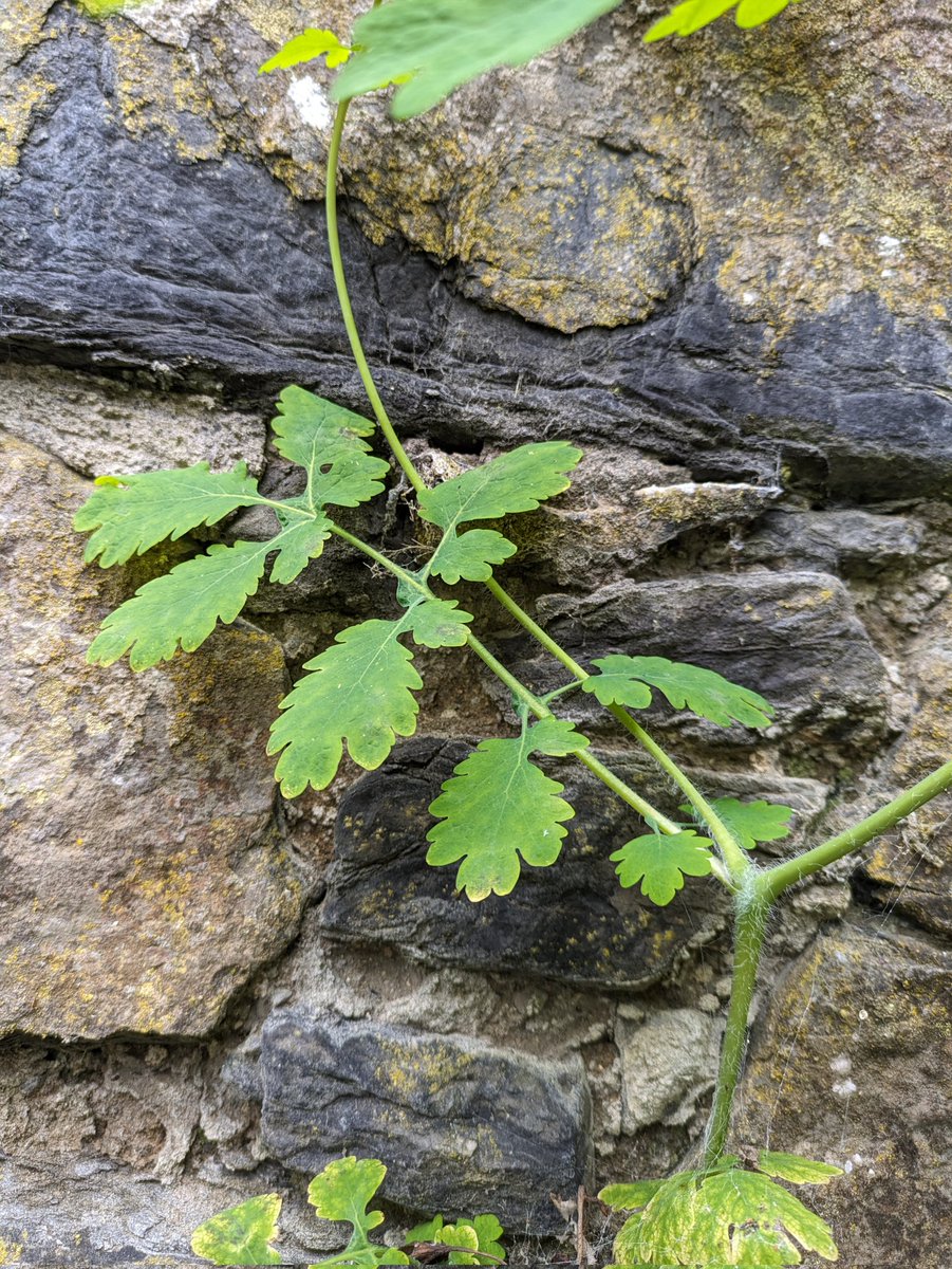 Some key finds from my botanising today. Cephalanthora longifolia (Sword-leaved Helleborine), and Chelidonium majus (Greater Celandine). First time for me for both of these species in Co. Galway. The Chelidonium was growing on walls of a ruined monastery. #Botany #Orchids