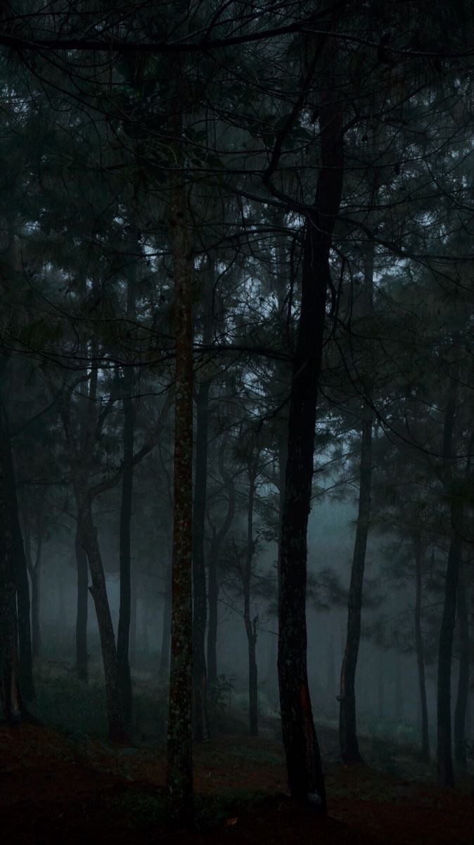 gloomy forest.