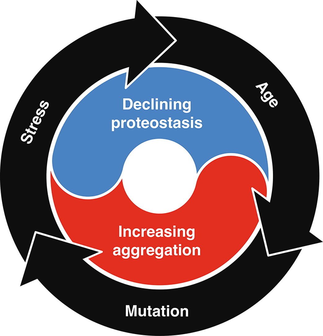 Interplay of Proteostasis Capacity and Protein Aggregation: Implications for Cellular Function and Disease

sciencedirect.com/science/articl… | @JMolBiol
