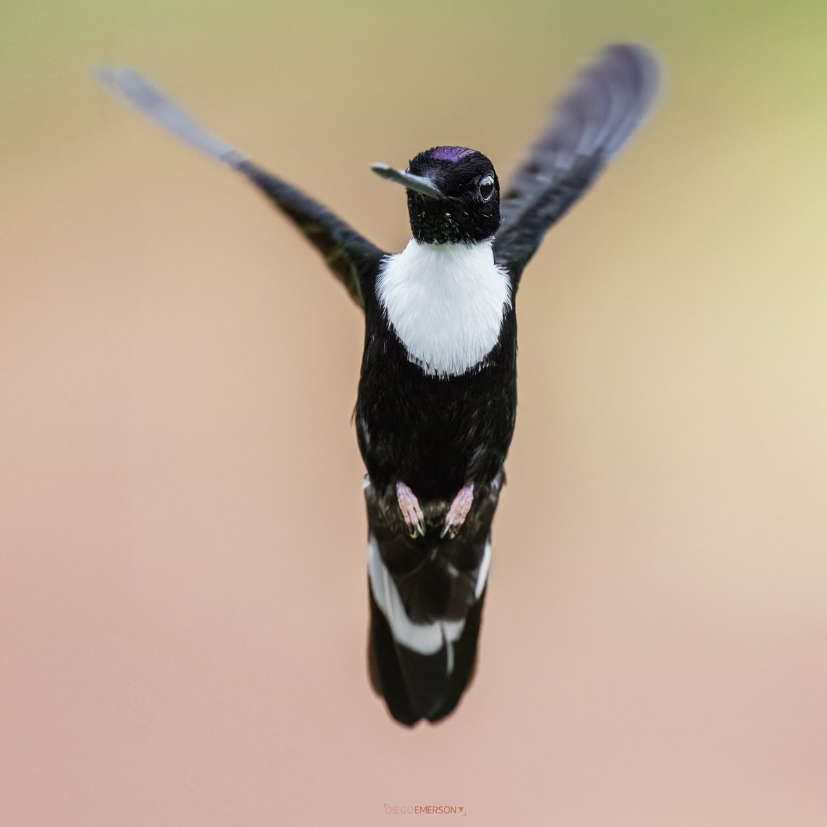 La fotografía de colibríes es poesía gráfica.