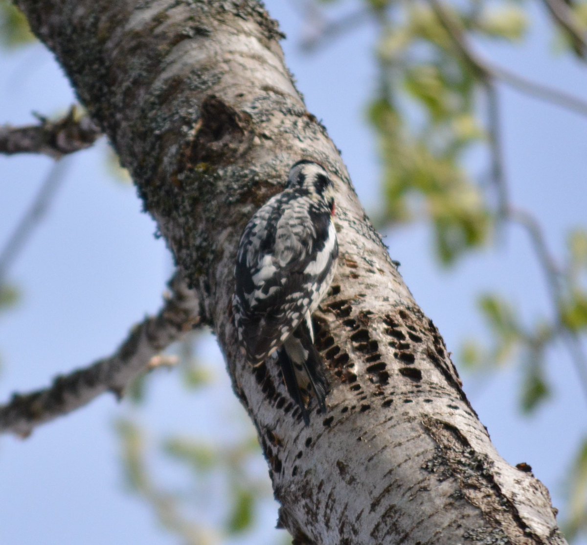 Spot the woodpecker! 👇 #nature #birds