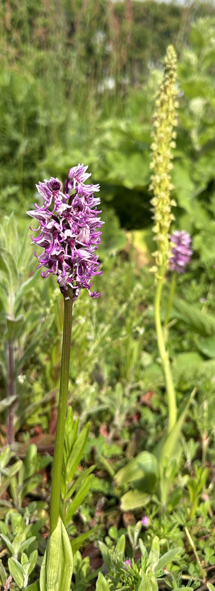 NE1LEVANS's tweet photo. Growing well in the wild flower garden.  Orchis sima and anthropophora,  seems that all the seed I sowed 6 years ago not sima. https://t.co/0X1TLDrxU4