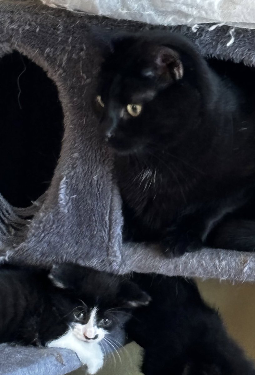 Kochani prosimy, wręcz błagamy o pomoc 

Leczenie Kitty nie idzie tak jak powinno, zaczyna chorować jedna z matek,  10 kociąt je niczym odział wojska, reszcie naszych podopiecznych wszystko się kończy 

Pomożecie nam przetrwać ten trudny okres? 

zrzutka.pl/5zywr4