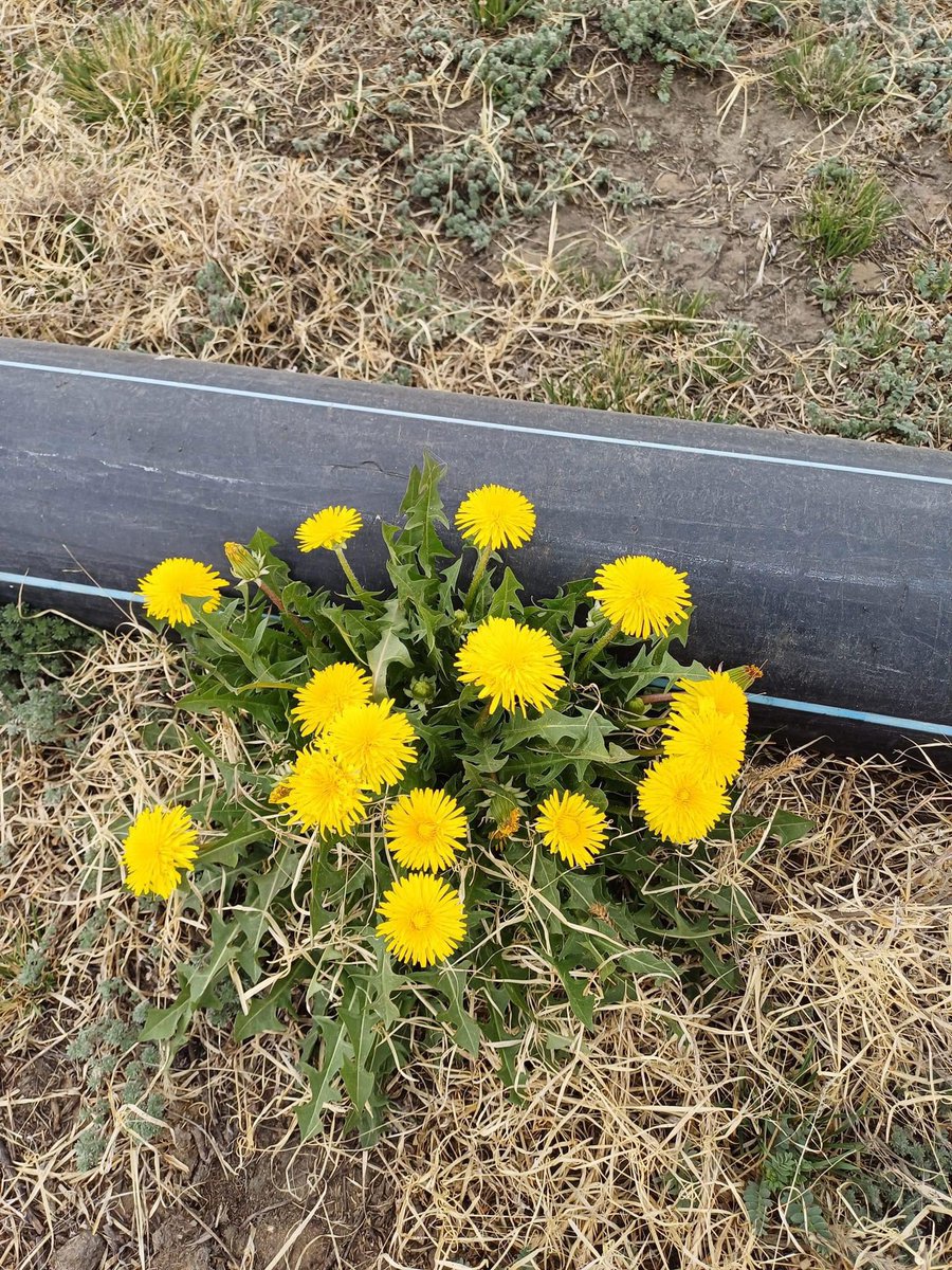 Сайн уу, намайг шар багваахай цэцэг гэдэг. 🌱

Зарим хүмүүс намайг хэрэггүй ургамал гэж боддог ч, би та нарт туслах гэж л ирдэг.

Хэрэв та намайг ургасан байхыг харсан бол энэ хөрсөнд ургаж чадах ганцхан ургамал бол би гэдгийг ойлгоорой.

Яагаад гэвэл,

🌱 Энэ хөрс хэт хатуурсан,