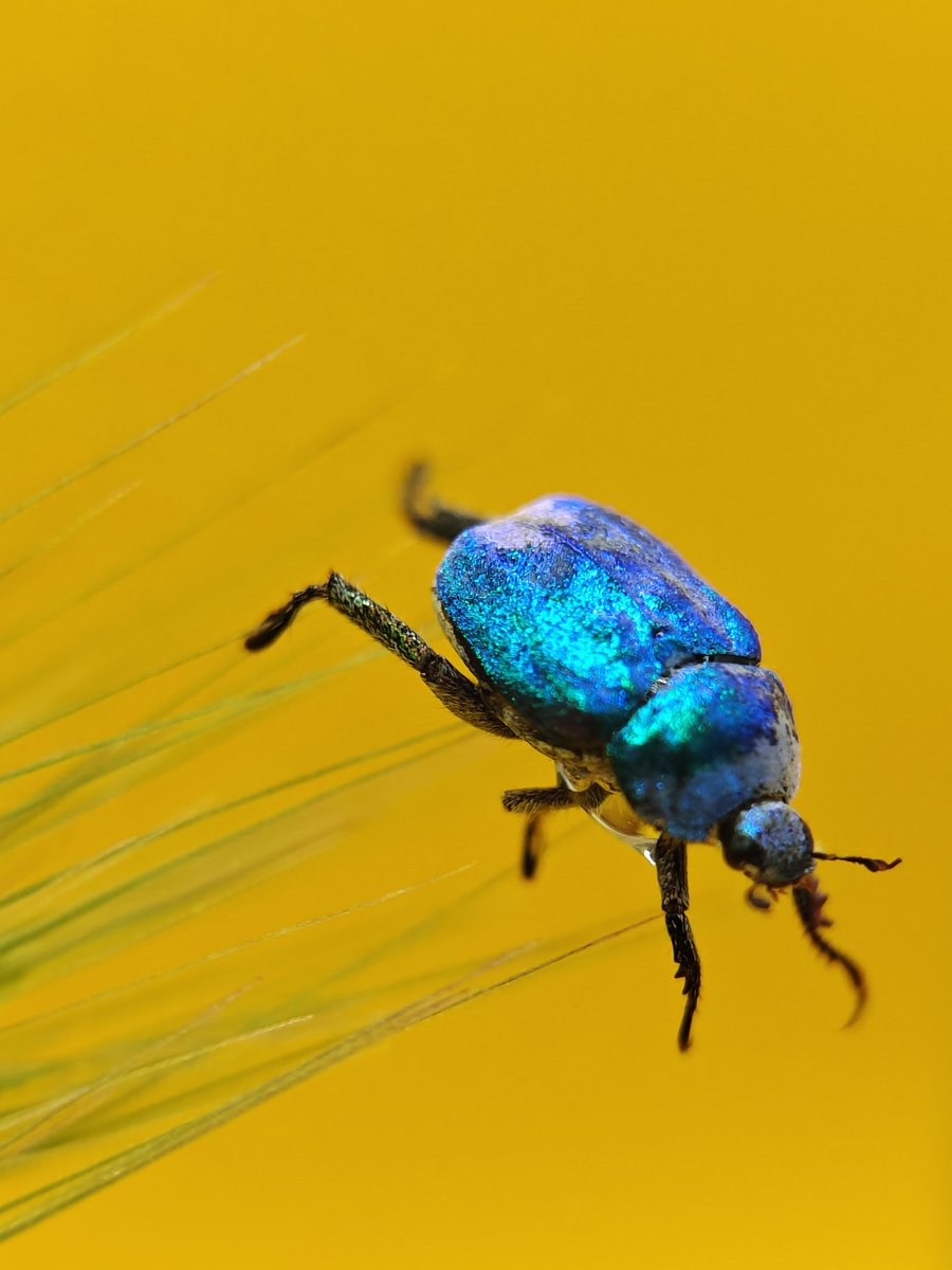 TourismVr's tweet photo. Hoplia 
What do you think of these photos of this little blue beetle?
#Realme
#GT5PRO
#Macro 
#bug 
#snapdragon 
#RealmeEspaña 
#shotonsnapdragon
#shotonRealme https://t.co/oqOTnZZCaz