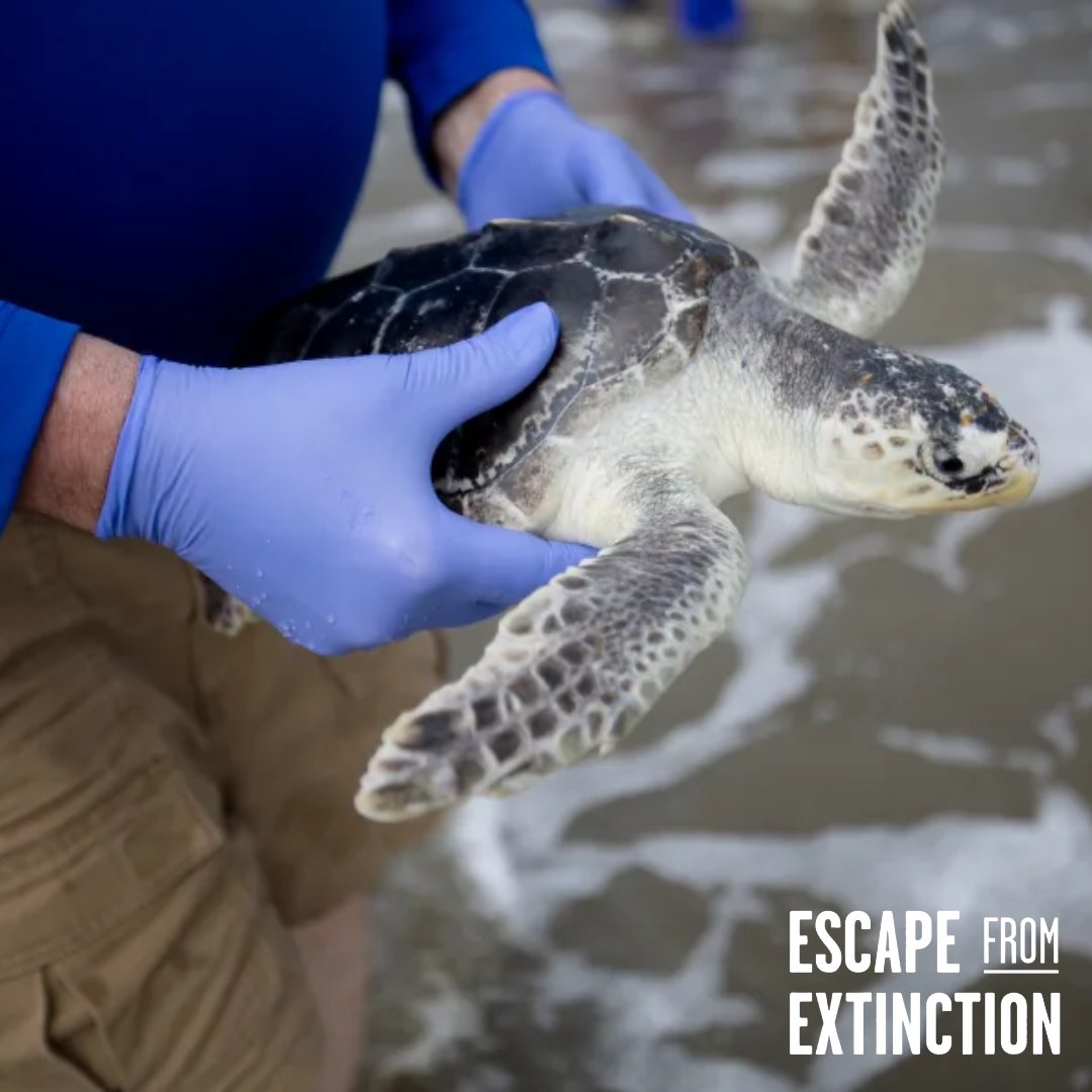 Escape From Extinction tweet media