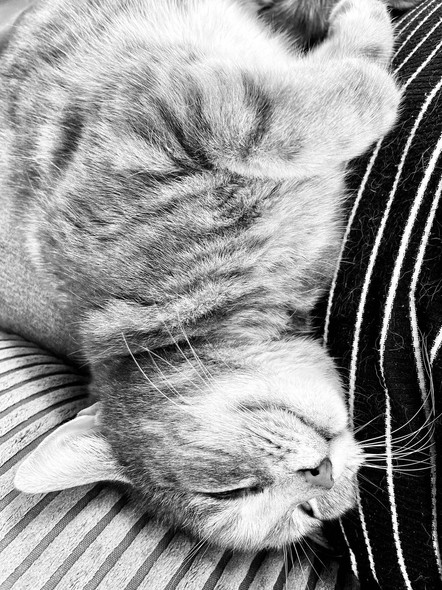 Me: I have lots to do.. Cat: I’m not moving! 💤 🐱🤷🏻‍♀️#Caturday