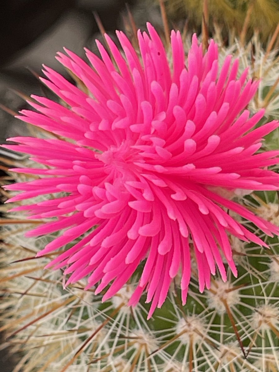 A little pink cactus flower today. #saturday #lovelyday #flowers #nature #happytime #joy