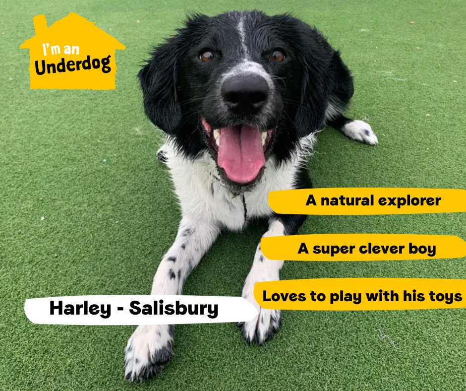 Meet some of our adorable Underdogs looking for their forever homes! Underdogs are dogs who have been in our care for six months, or more. They may need extra training, ongoing veterinary treatment or a home with no children or dogs. In some cases, they are simply overlooked💛