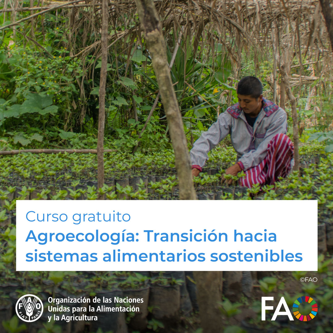 🎓 ¡Curso GRATUITO de @FAOCampus! 🍅 #Agroecologia 🌱Transición hacia #SistemasAlimentariosSostenibles Con apoyo de @soclaglobal ¡Inscríbete ahora! ➡️ bit.ly/3AEpFUV #FoodSystems #SistemasAlimentarios