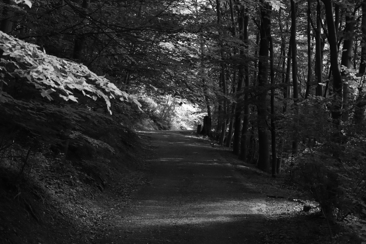 #photos #photography #blackandwhite #landscape #path #forest #nature #Landschaftsfotografie #monochrome #landscapephotography #trees #blackandwhitephotography