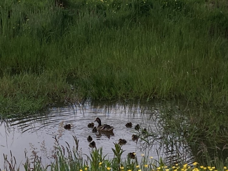 The mallard ducks have 12 babies on our wildlife pond. #mallard #ducklings #nativebirds #biodiversity #workingwithnature We have plenty of lettuce ready for sale, dm us if you'd like to buy some #localproduce